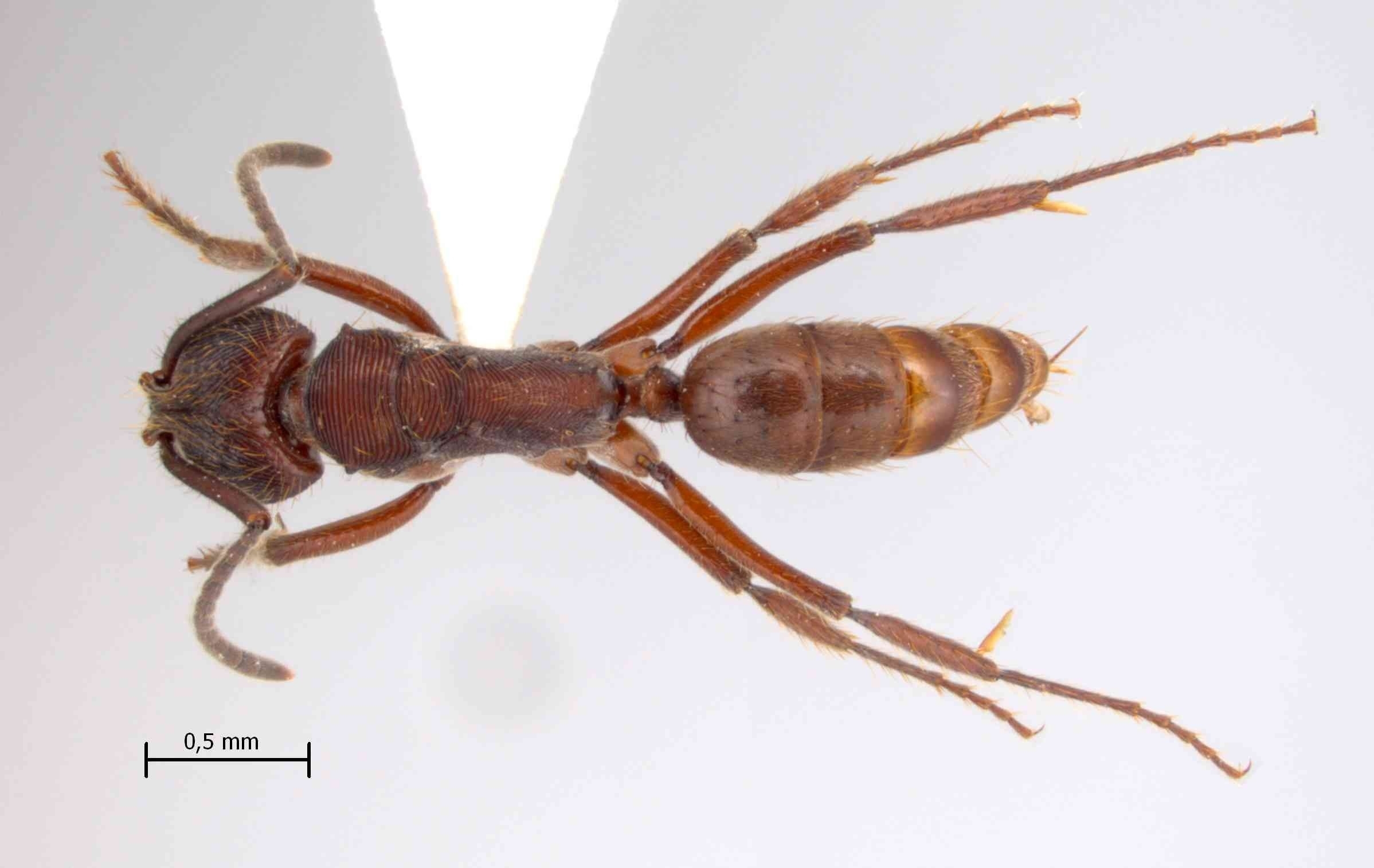 Dolichoderus cuspidatus dorsal