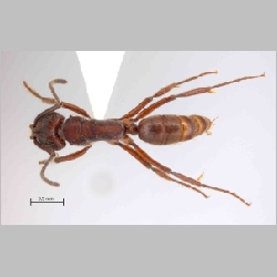 Dolichoderus cuspidatus Smith, 1857 dorsal