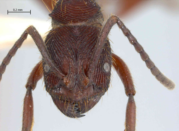 Dolichoderus cuspidatus frontal