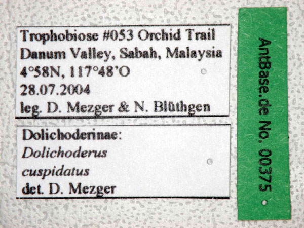 Dolichoderus cuspidatus label