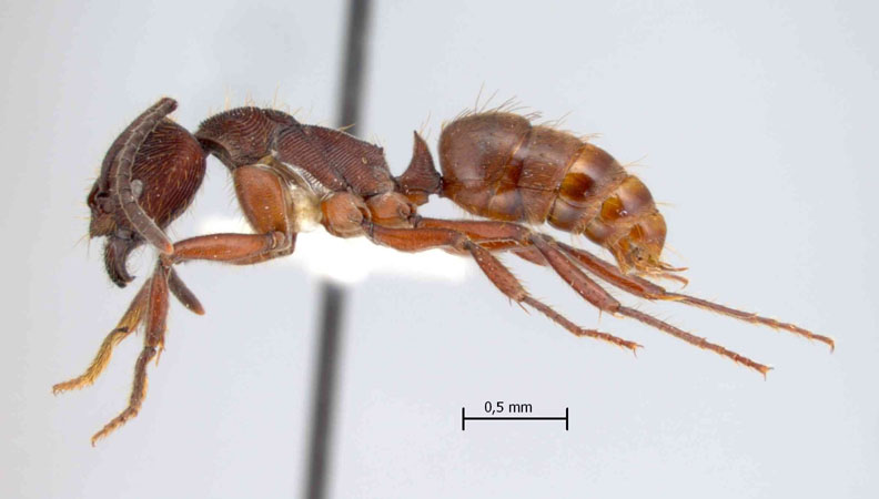 Dolichoderus cuspidatus lateral