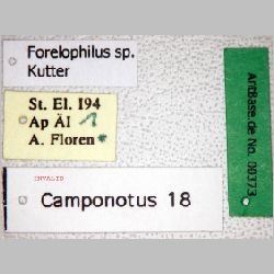 Forelophilus sp-1   label