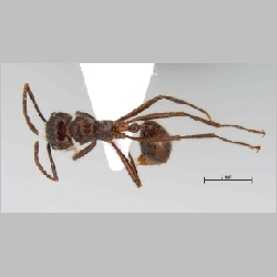 Myrmicaria brunnea subcarinata Smith, 1857 dorsal