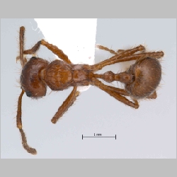 Myrmicaria carinata Smith, 1857 dorsal