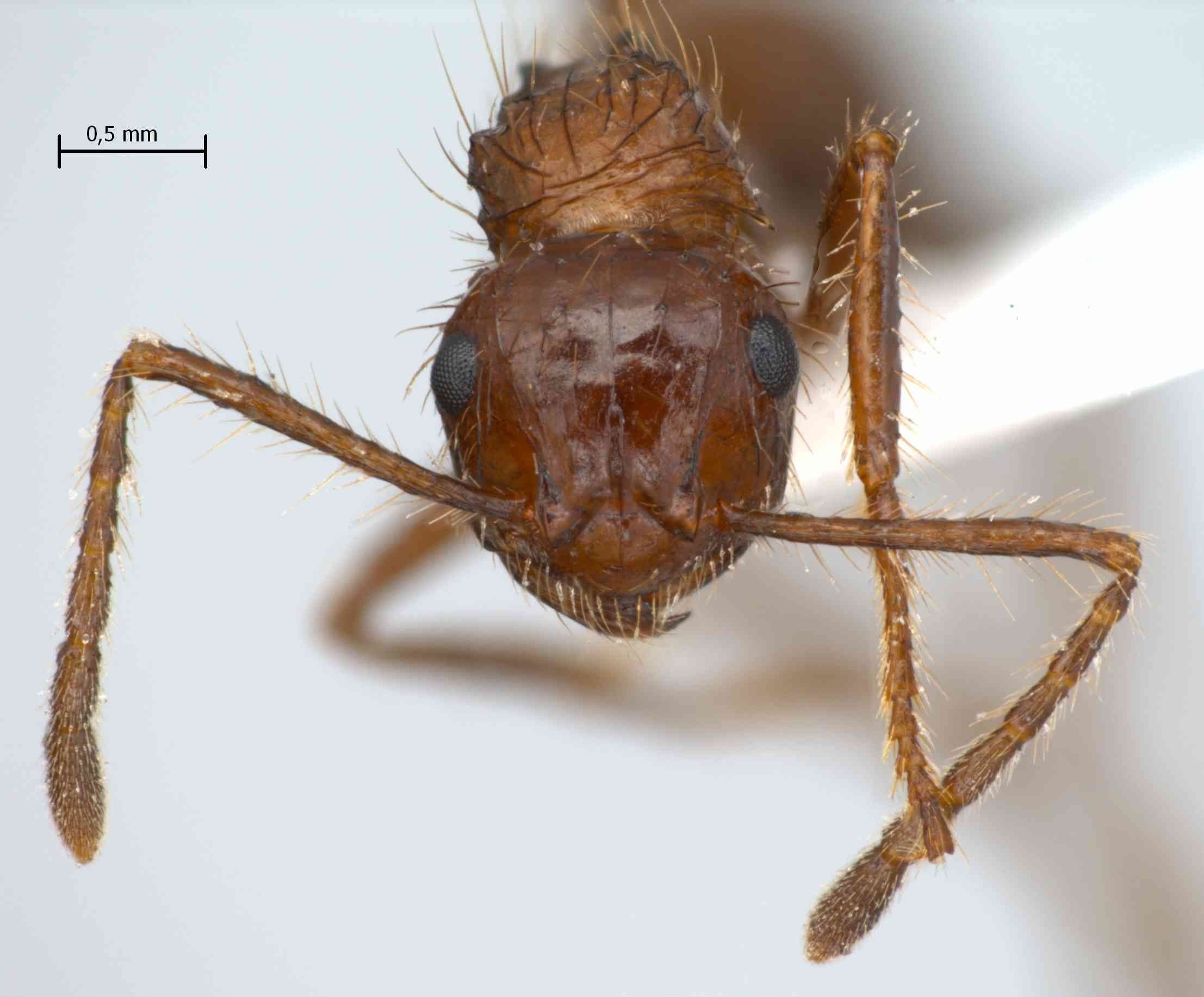 Myrmicaria carinata frontal