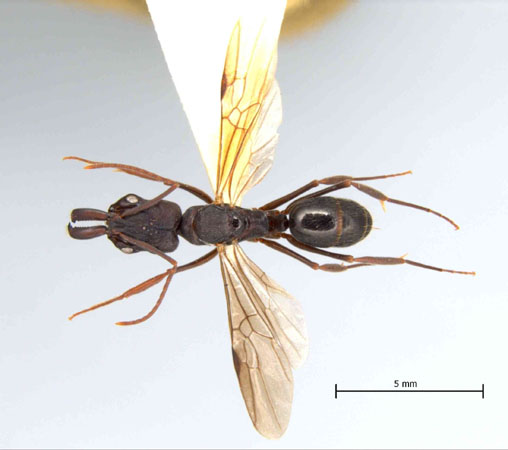 Odontomachus simillimus queen dorsal