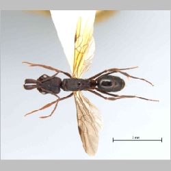 Odontomachus simillimus queen Smith, 1858 dorsal