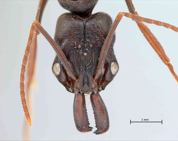 Odontomachus simillimus queen frontal
