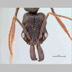 Odontomachus simillimus queen Smith, 1858 frontal