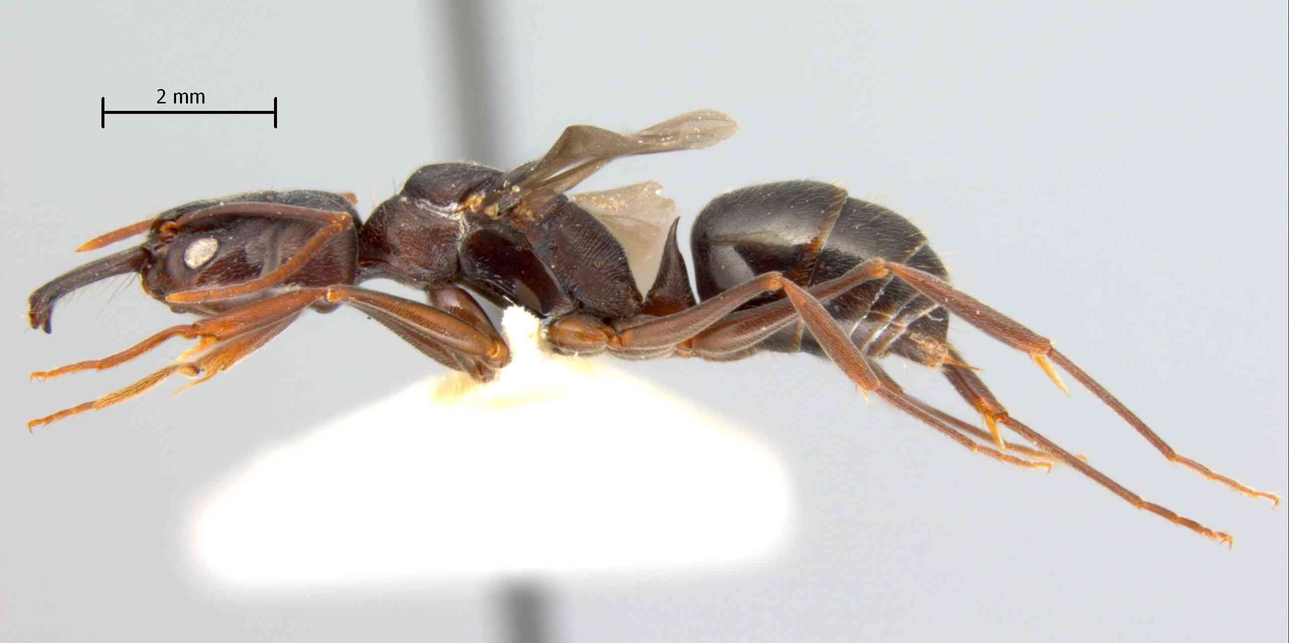 Odontomachus simillimus queen lateral