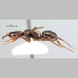 Odontomachus simillimus queen Smith, 1858 lateral
