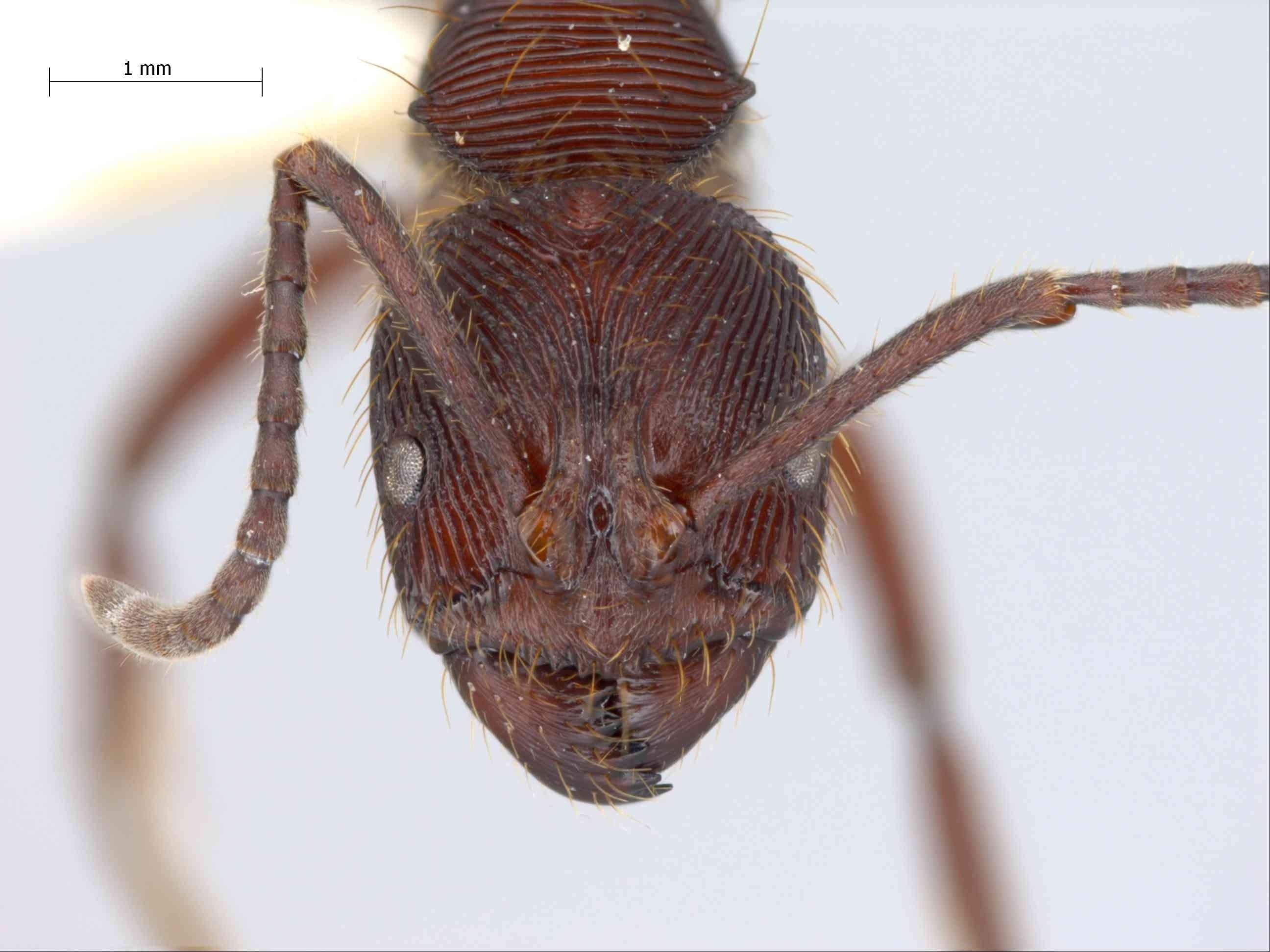 Odontoponera transversa frontal