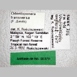 Odontoponera transversa Smith, 1857 label