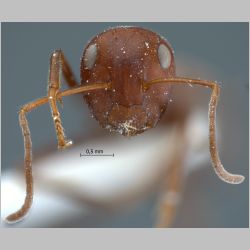Camponotus saundersi Emery, 1889 frontal