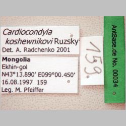 Cardiocondyla koshewnikovi Ruzsky, 1902 label