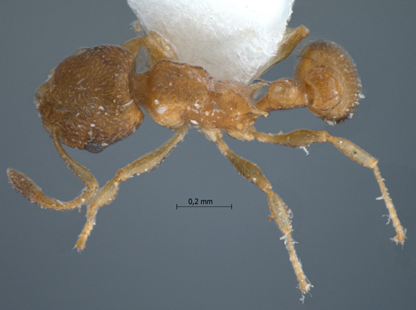 Cardiocondyla 3 dorsal