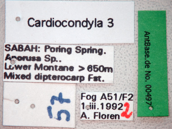Cardiocondyla 3 label