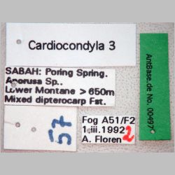 Cardiocondyla 3 Emery, 1869 label