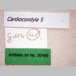 Cardiocondyla 5 Emery, 1869 label