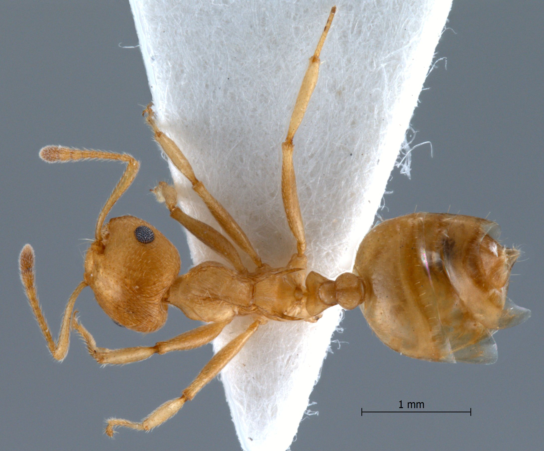 Crematogaster sp. dorsal