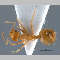 Crematogaster sp. Lund, 1831 dorsal