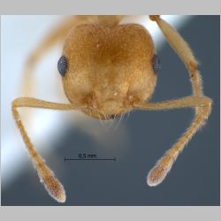 Crematogaster sp. Lund, 1831 frontal