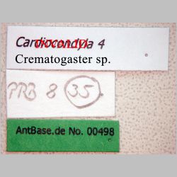 Crematogaster sp. Lund, 1831 label