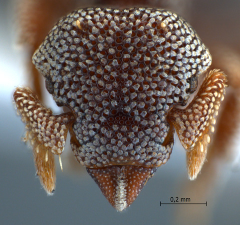 Eurhopalothrix sp near platisquama frontal