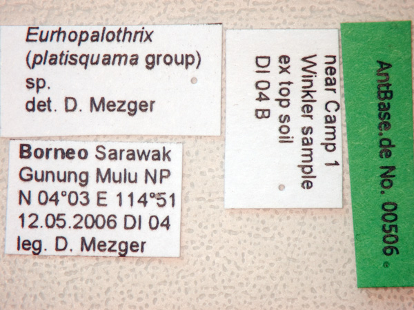 Eurhopalothrix sp near platisquama label