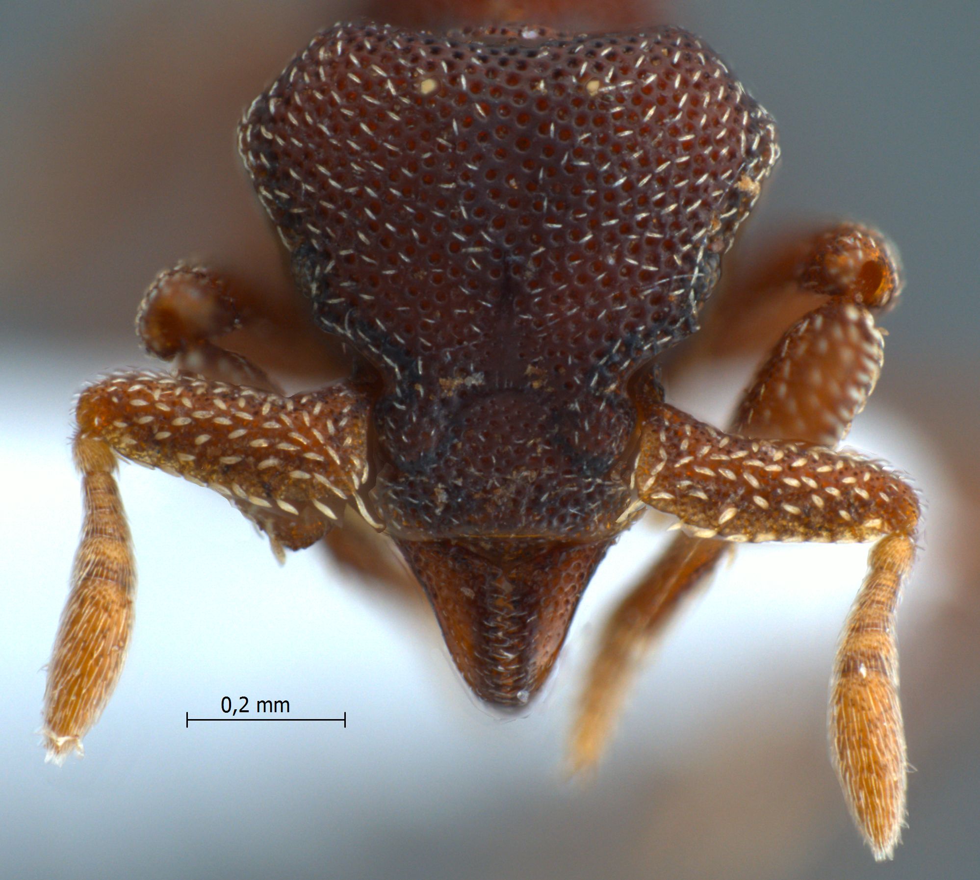 Eurhopalothrix omnivaga frontal