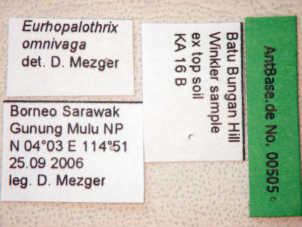 Eurhopalothrix omnivaga label
