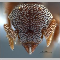 Eurhopalothrix sp near platisquama ,  frontal