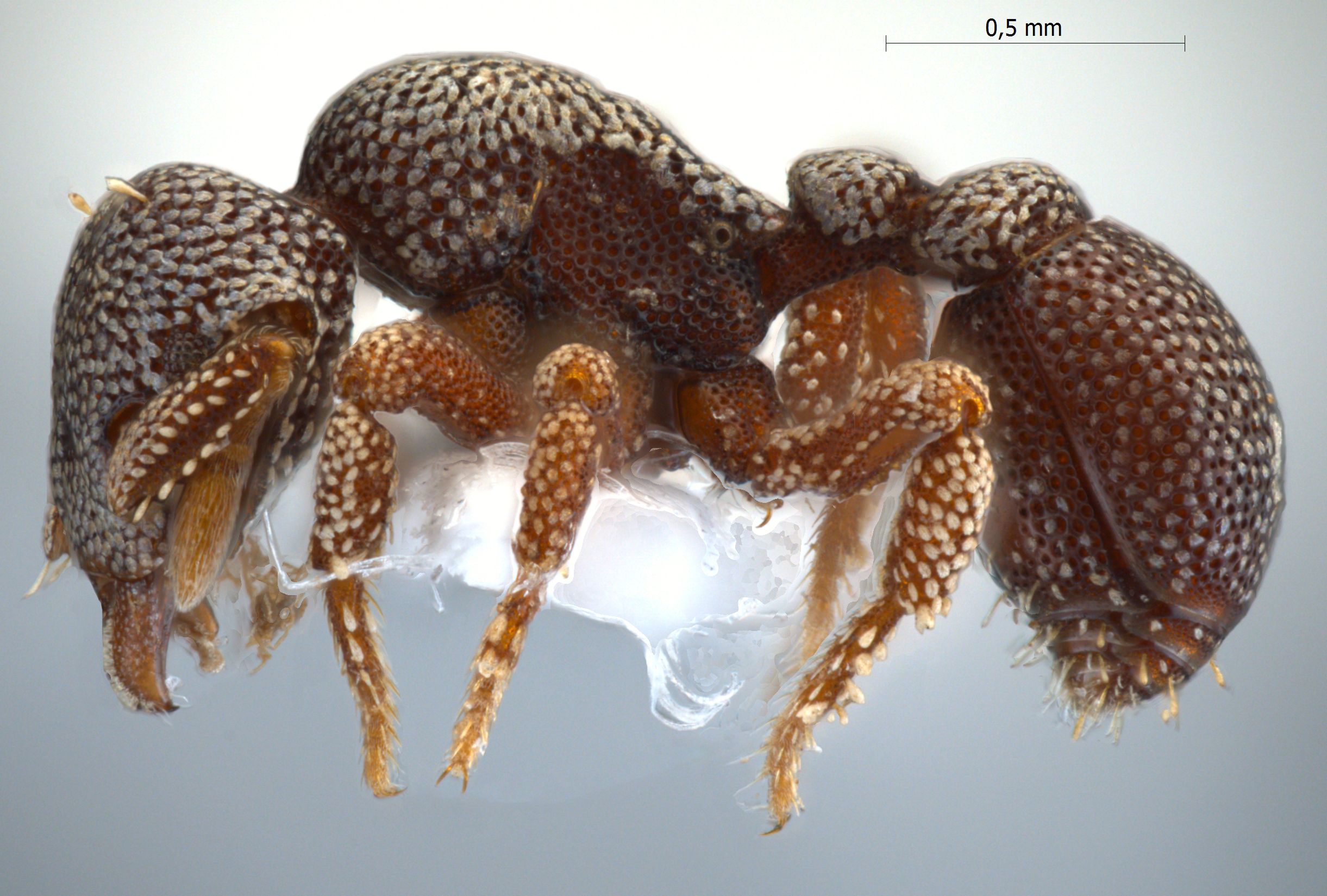 Eurhopalothrix sp near platisquama lateral