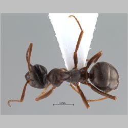 Formica gagatoides Ruzsky, 1904 dorsal