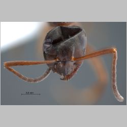 Formica gagatoides Ruzsky, 1904 frontal