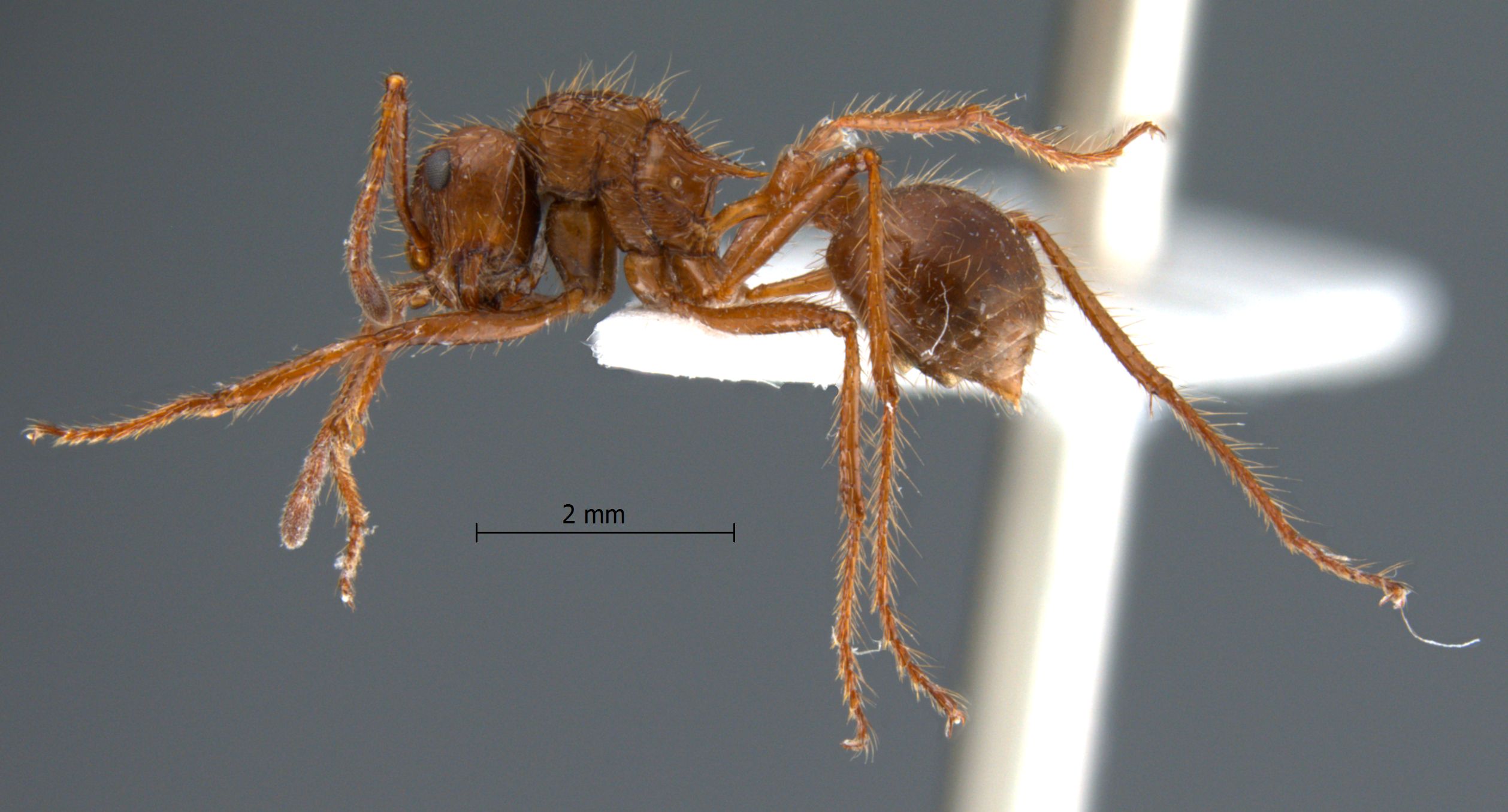 Myrmicaria bc05 lateral