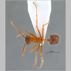 Myrmicaria melanogaster Emery, 1900 dorsal