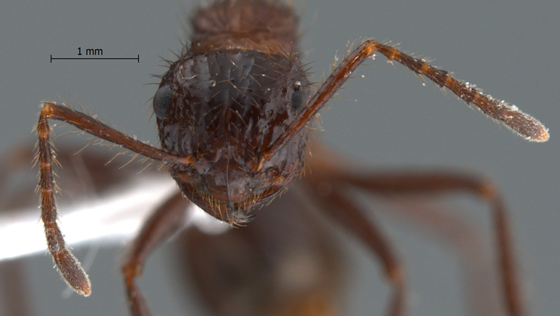 Myrmicaria spec nov 2 frontal