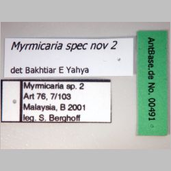 Myrmicaria spec nov 2 Bakhtiar E Yahya,  label