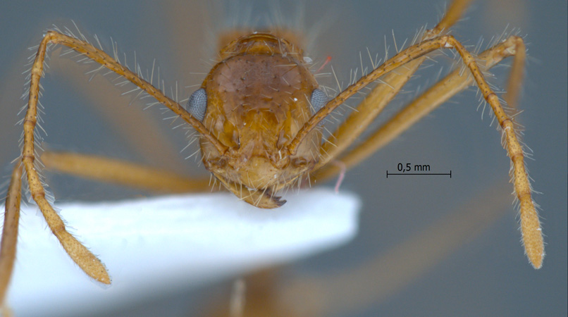 Myrmicaria spec nov 3 frontal