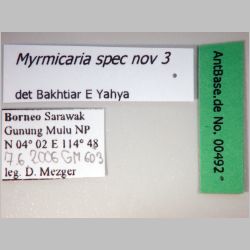 Myrmicaria spec nov 3 Bakhtiar E Yahya,  label