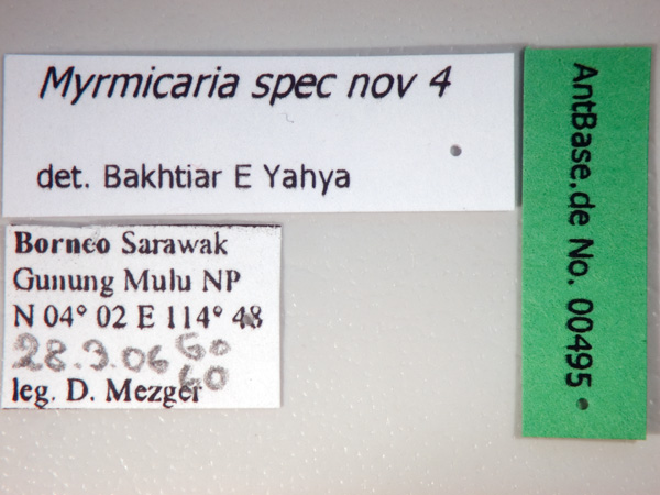 Myrmicaria spec nov 4 label