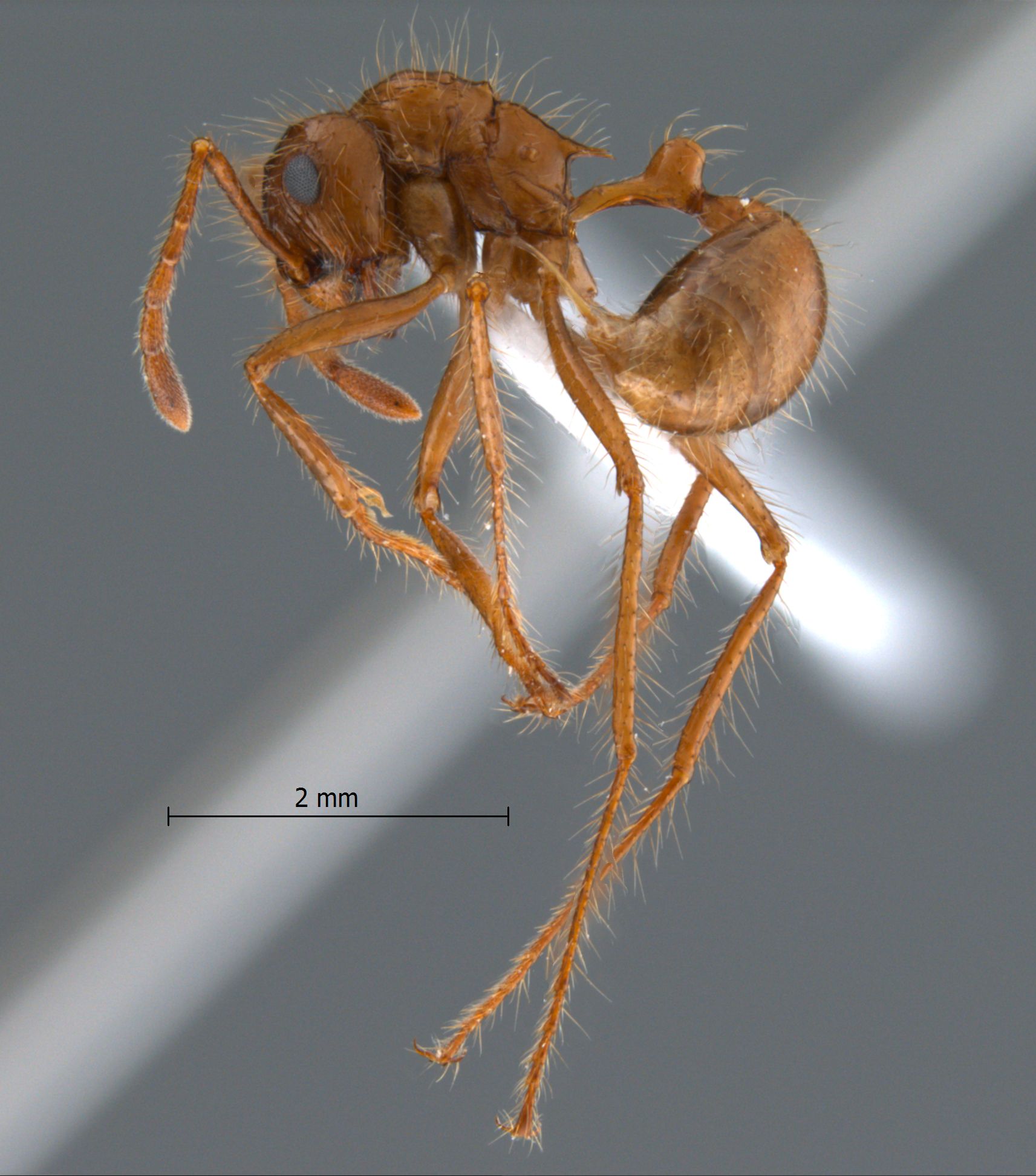 Myrmicaria spec nov 4 lateral