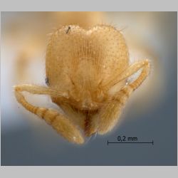 Pheidole parvicorpus Eguchi, 2001 frontal