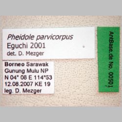 Pheidole parvicorpus Eguchi, 2001 label