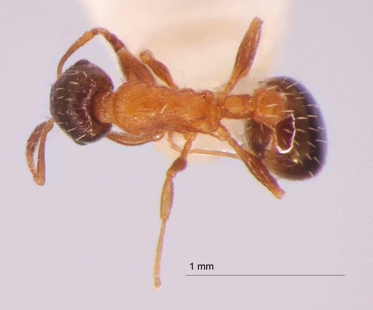 Temnothorax mongolicus dorsal