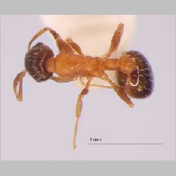 Temnothorax mongolicus Pisarski, 1969 dorsal