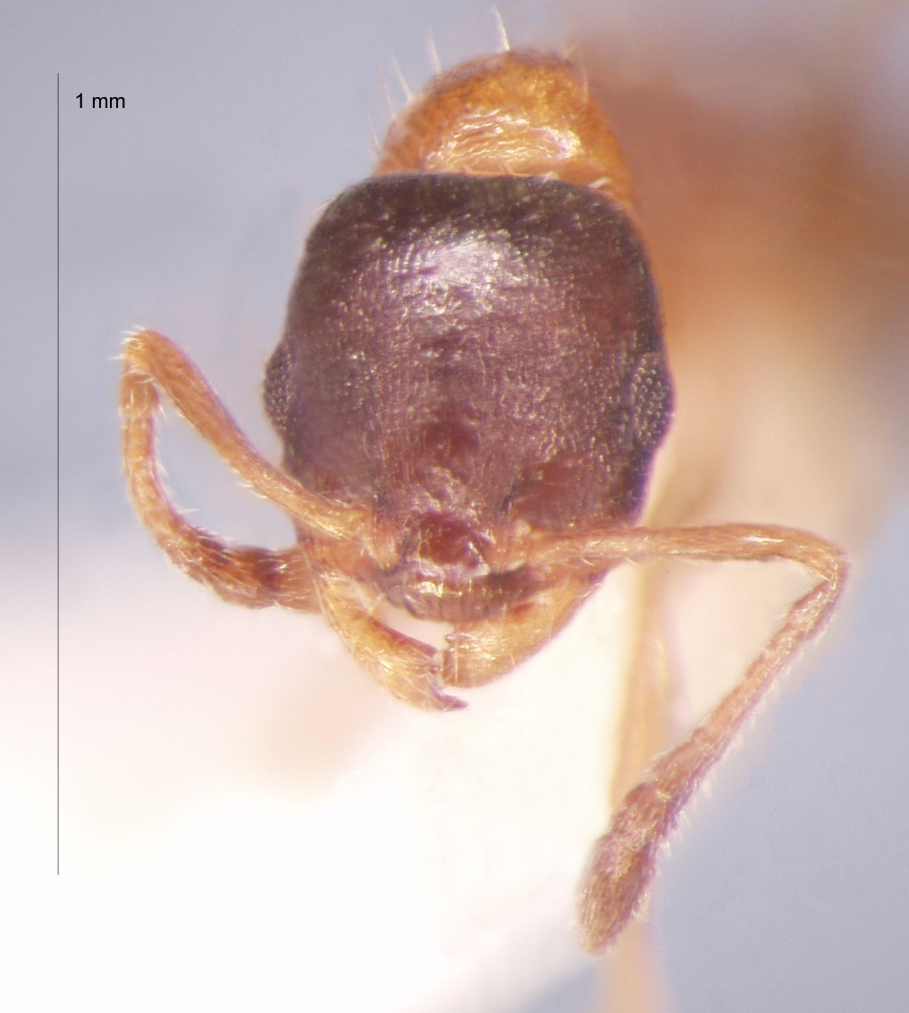 Temnothorax mongolicus frontal