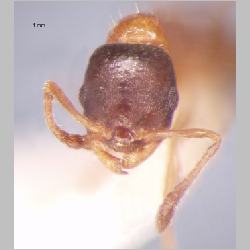 Temnothorax mongolicus Pisarski, 1969 frontal