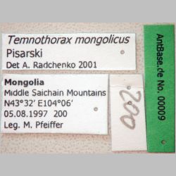 Temnothorax mongolicus Pisarski, 1969 label